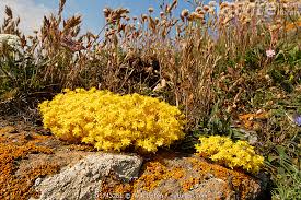 Attēlu rezultāti vaicājumam “Sedum acre flower”