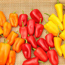 Afbeeldingsresultaat voor orange sun sweet pepper