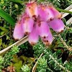 Attēlu rezultāti vaicājumam “Erica tetralix fruit”