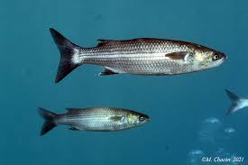 Image result for Chelon labrosus