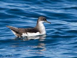 Image result for Puffinus puffinus