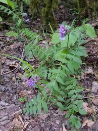 Attēlu rezultāti vaicājumam “Vicia sepium leaf”