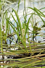 Attēlu rezultāti vaicājumam “Sparganium minimum leaf”