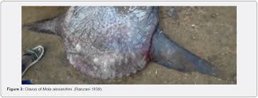 Image result for Mola alexandrini