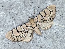 Attēlu rezultāti vaicājumam “Eupithecia venosata”