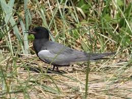 Attēlu rezultāti vaicājumam “Chlidonias niger”