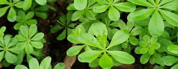 Attēlu rezultāti vaicājumam “Galium odoratum leaf”