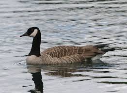 Image result for Branta canadensis