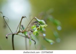 Attēlu rezultāti vaicājumam “Impatiens glandulifera fruit”