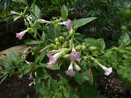 Attēlu rezultāti vaicājumam “Nicotiana tabacum flower”