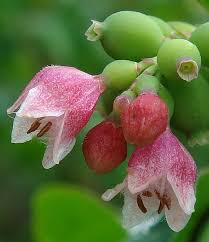 Attēlu rezultāti vaicājumam “Symphoricarpos albus flower”