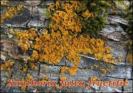 Attēlu rezultāti vaicājumam “Xanthoria fulva”