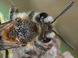 Attēlu rezultāti vaicājumam “Andrena”