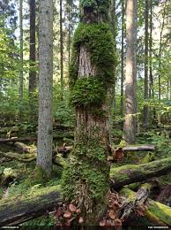 Attēlu rezultāti vaicājumam “Trilophozia quinquedentata”