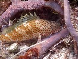 Image result for Epinephelus guttatus