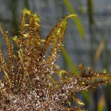 Attēlu rezultāti vaicājumam “Drepanocladus lycopodioides”