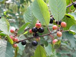 Attēlu rezultāti vaicājumam “Frangula alnus”