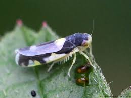 Attēlu rezultāti vaicājumam “Eupteryx vittata”