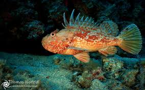 Image result for Scorpaena scrofa