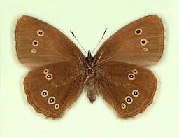 Attēlu rezultāti vaicājumam “Aphantopus hyperantus underside”