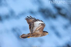 Attēlu rezultāti vaicājumam “Buteo buteo”