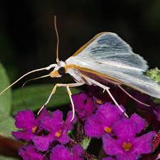 Attēlu rezultāti vaicājumam “Cribraria costata macro”