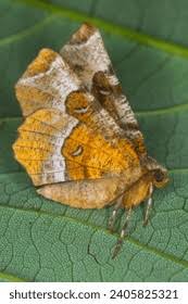 Attēlu rezultāti vaicājumam “Selenia dentaria imago”