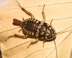 Attēlu rezultāti vaicājumam “Blattoptera”