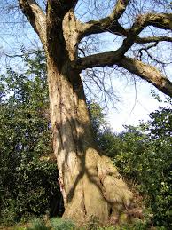 Attēlu rezultāti vaicājumam “Ulmus laevis”