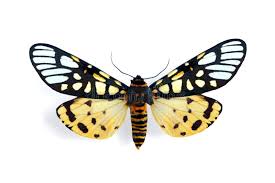 Attēlu rezultāti vaicājumam “Arctiidae”