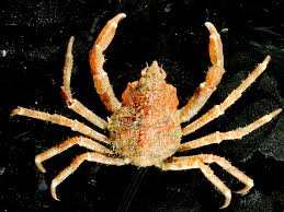 Image result for Hyas coarctatus