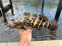 Image result for Epinephelus itajara