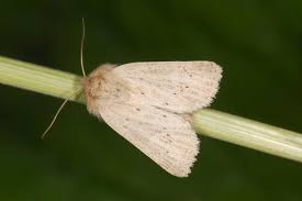 Attēlu rezultāti vaicājumam “Chortodes fluxa”