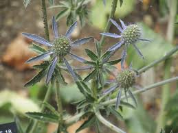 Attēlu rezultāti vaicājumam “Eryngium planum leaf”