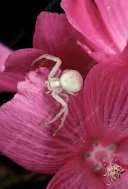 Attēlu rezultāti vaicājumam “Misumena vatia”