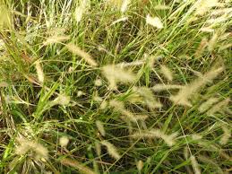 Attēlu rezultāti vaicājumam “Lentaria sp.”