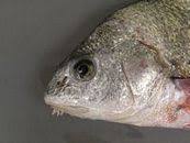 Image result for Pogonias cromis