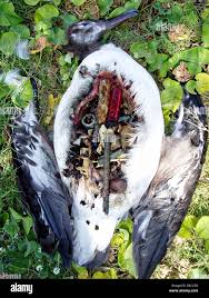 Image result for albatross dead chick