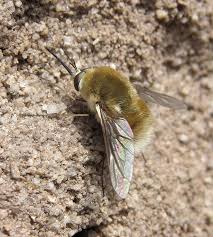 Attēlu rezultāti vaicājumam “Bombyliidae”
