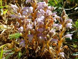 Attēlu rezultāti vaicājumam “Orobanche coerulescens flower”