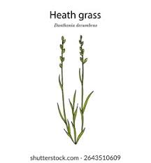 Attēlu rezultāti vaicājumam “Danthonia decumbens bud”