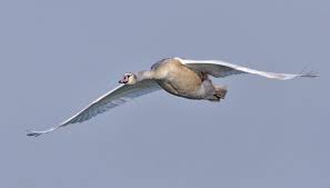 Attēlu rezultāti vaicājumam “Cygnus olor juvenile”