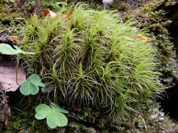 Attēlu rezultāti vaicājumam “Dicranum majus”