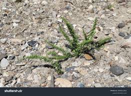 Image result for Chenopodium botrys