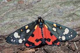 Attēlu rezultāti vaicājumam “Callimorpha dominula”