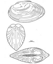 Attēlu rezultāti vaicājumam “Unio crassus”
