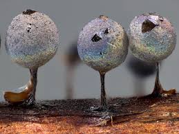 Attēlu rezultāti vaicājumam “Lamproderma ovoideum”