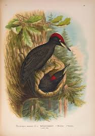 Attēlu rezultāti vaicājumam “Dryocopus martius adult”