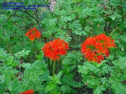 Attēlu rezultāti vaicājumam “Silene chalcedonica flower”