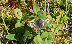 Attēlu rezultāti vaicājumam “Euphydrias aurinia upperside”